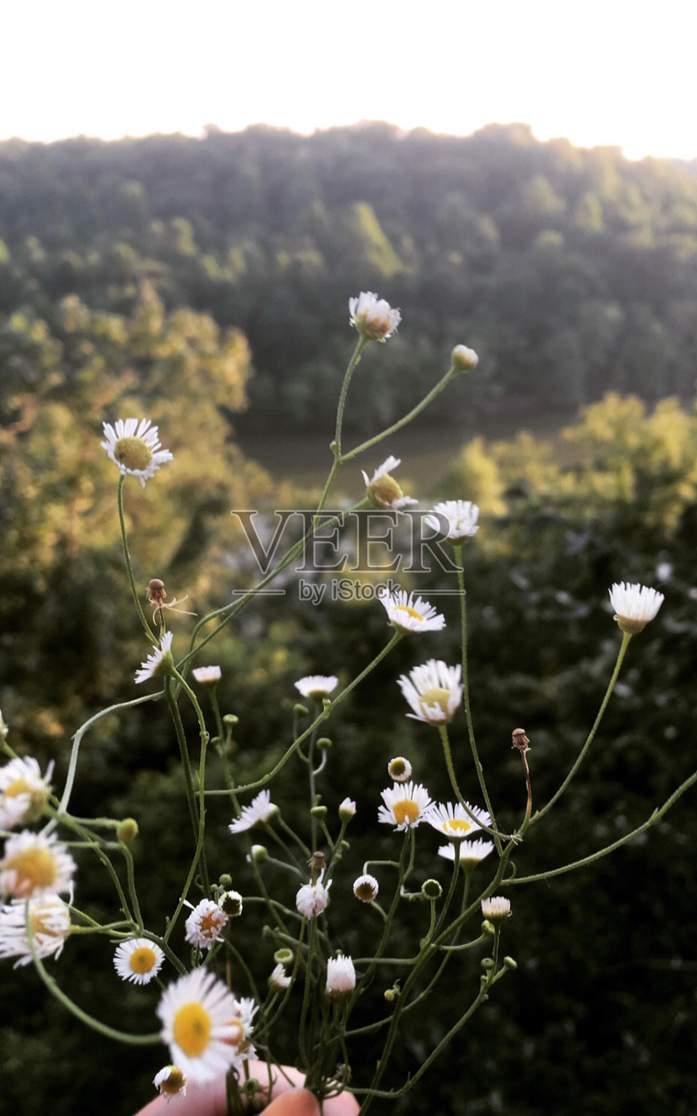 采摘野花照片摄影图片