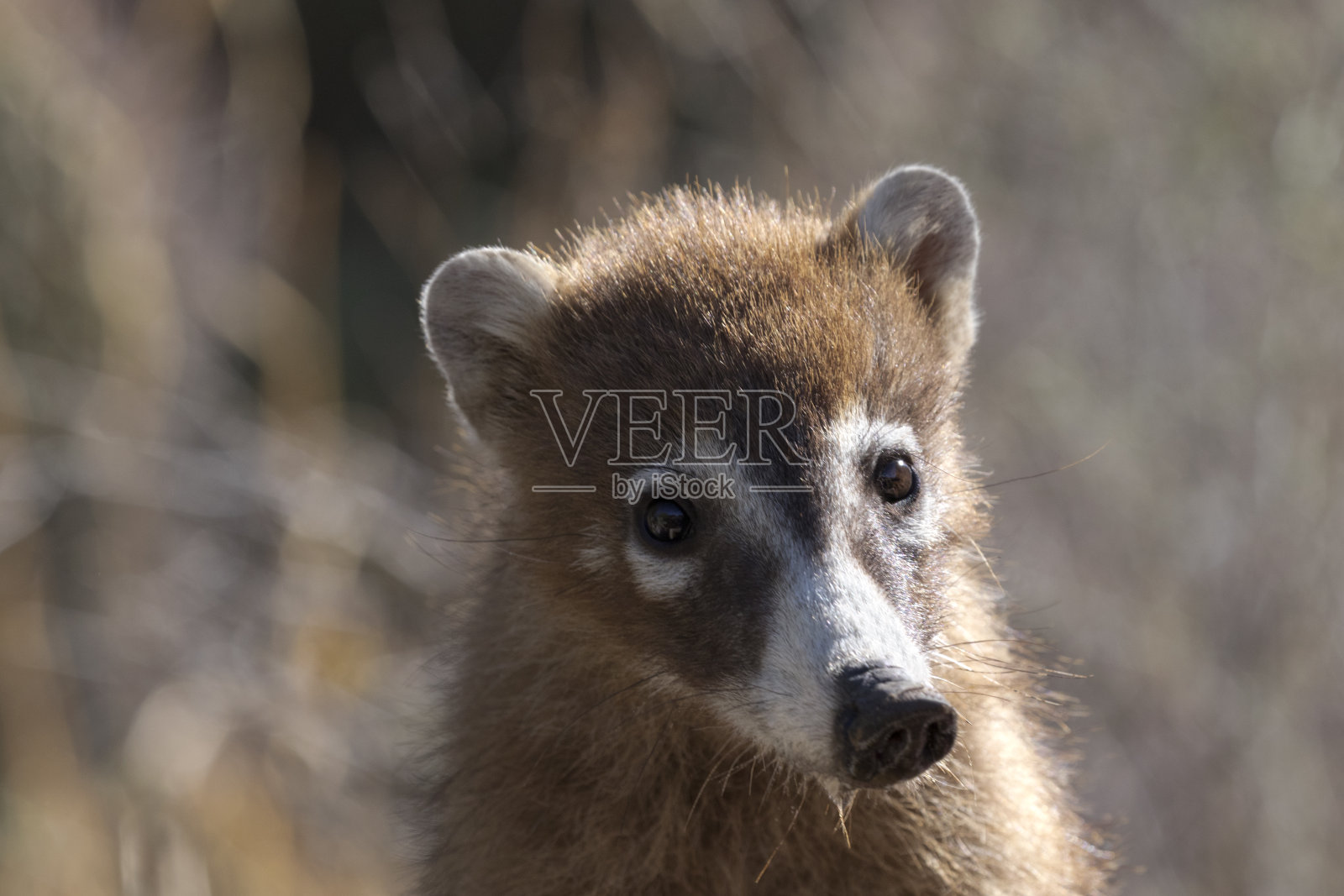 Coatimundi肖像在美国西南部照片摄影图片