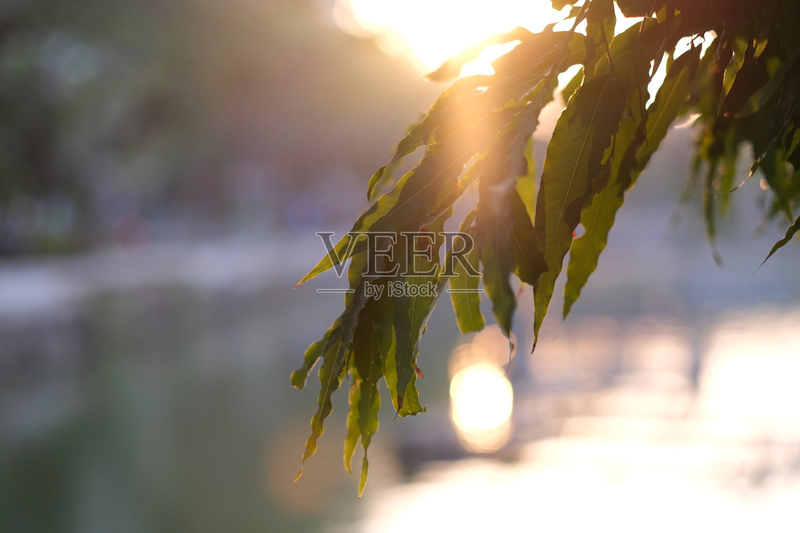 清晨的阳光洒在热带的树叶间照片摄影图片