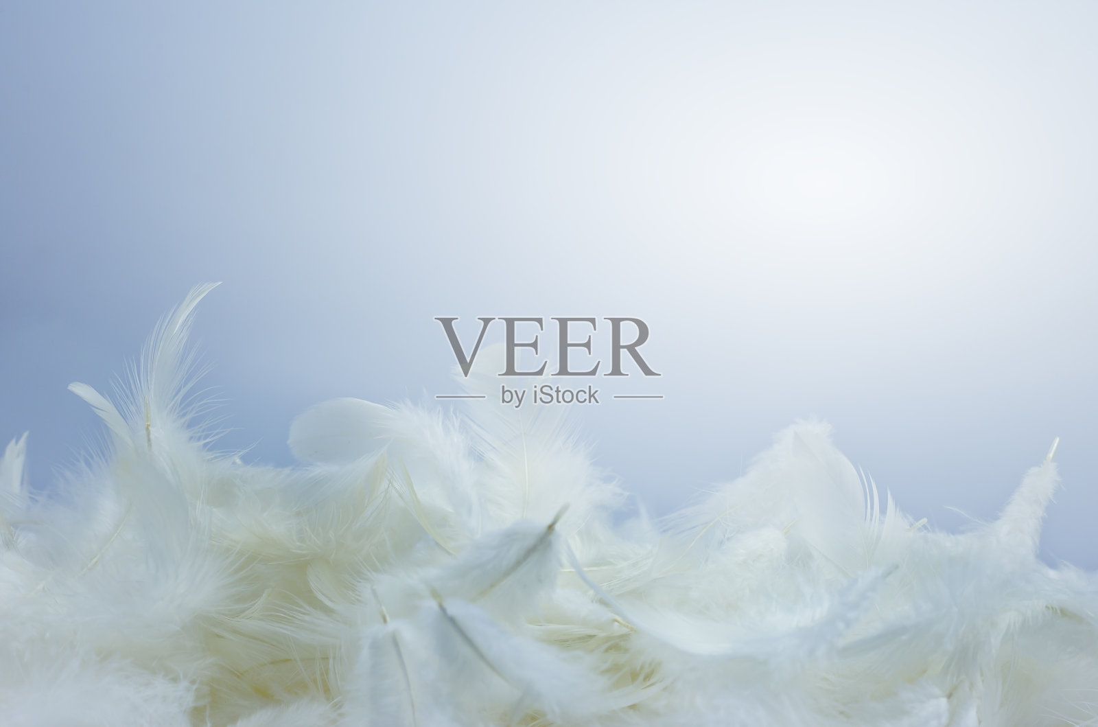 轻蓬松的白色羽毛在蓝色背景与复制空间。照片摄影图片