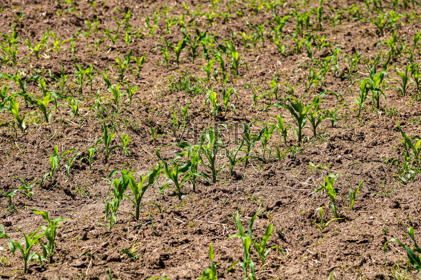 近距离的新鲜和小玉米植物在一个田地，农村玉米种植的概念。照片摄影图片