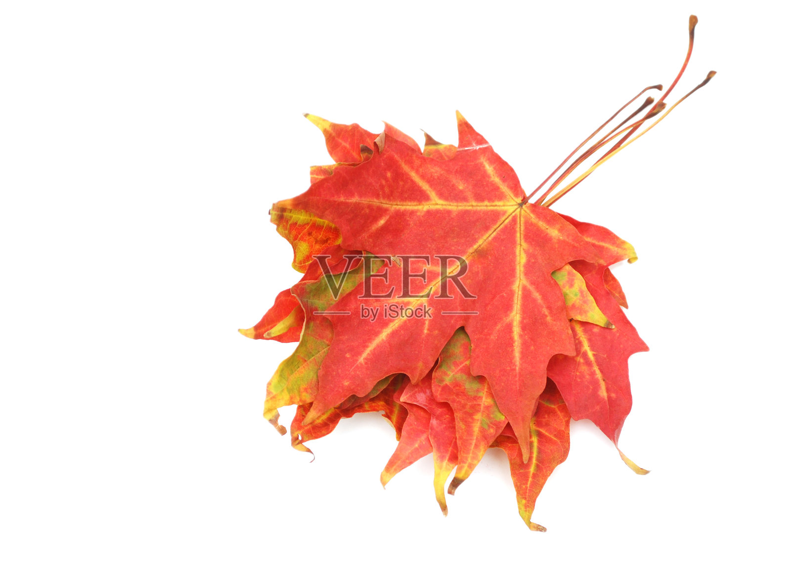 枫叶秋叶堆成孤立的白色背景照片摄影图片