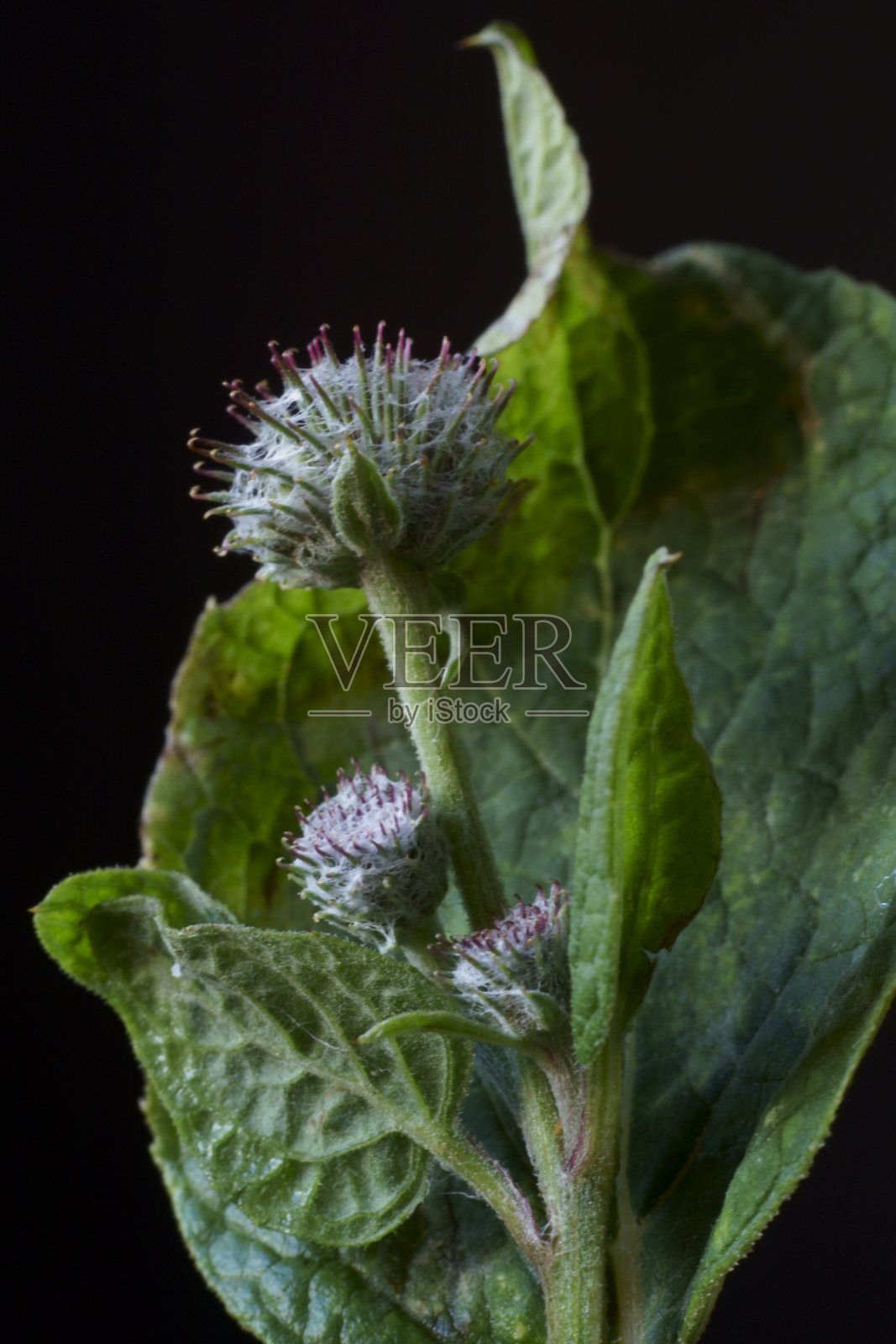 背景有绒毛牛蒡或羊毛牛蒡，绒毛牛蒡照片摄影图片