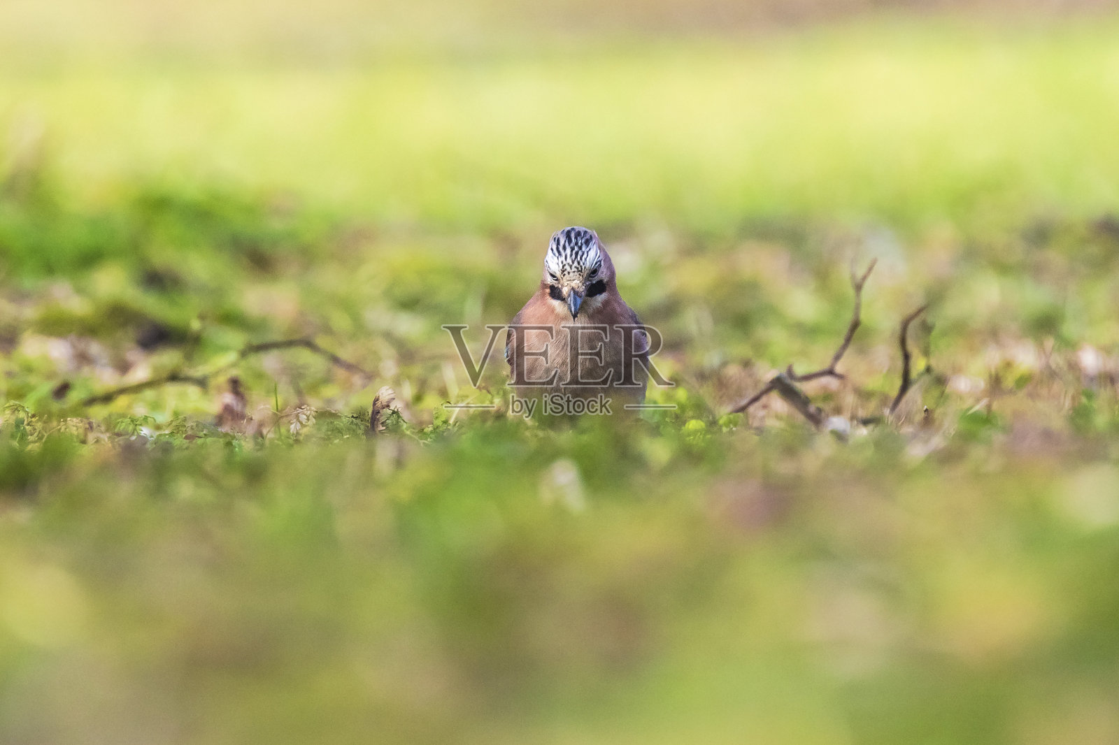 欧亚jay Garrulus glandarius栖息在草地上照片摄影图片