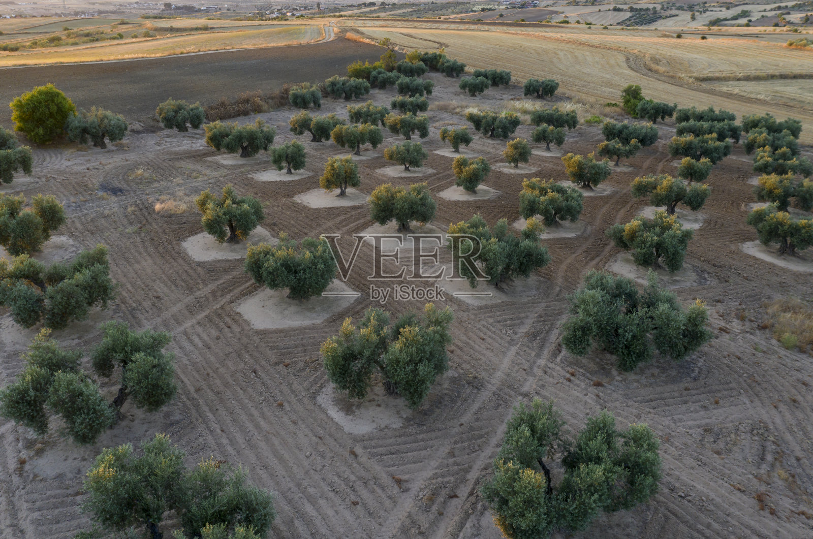 美丽的橄榄种植园背景的田野照片摄影图片