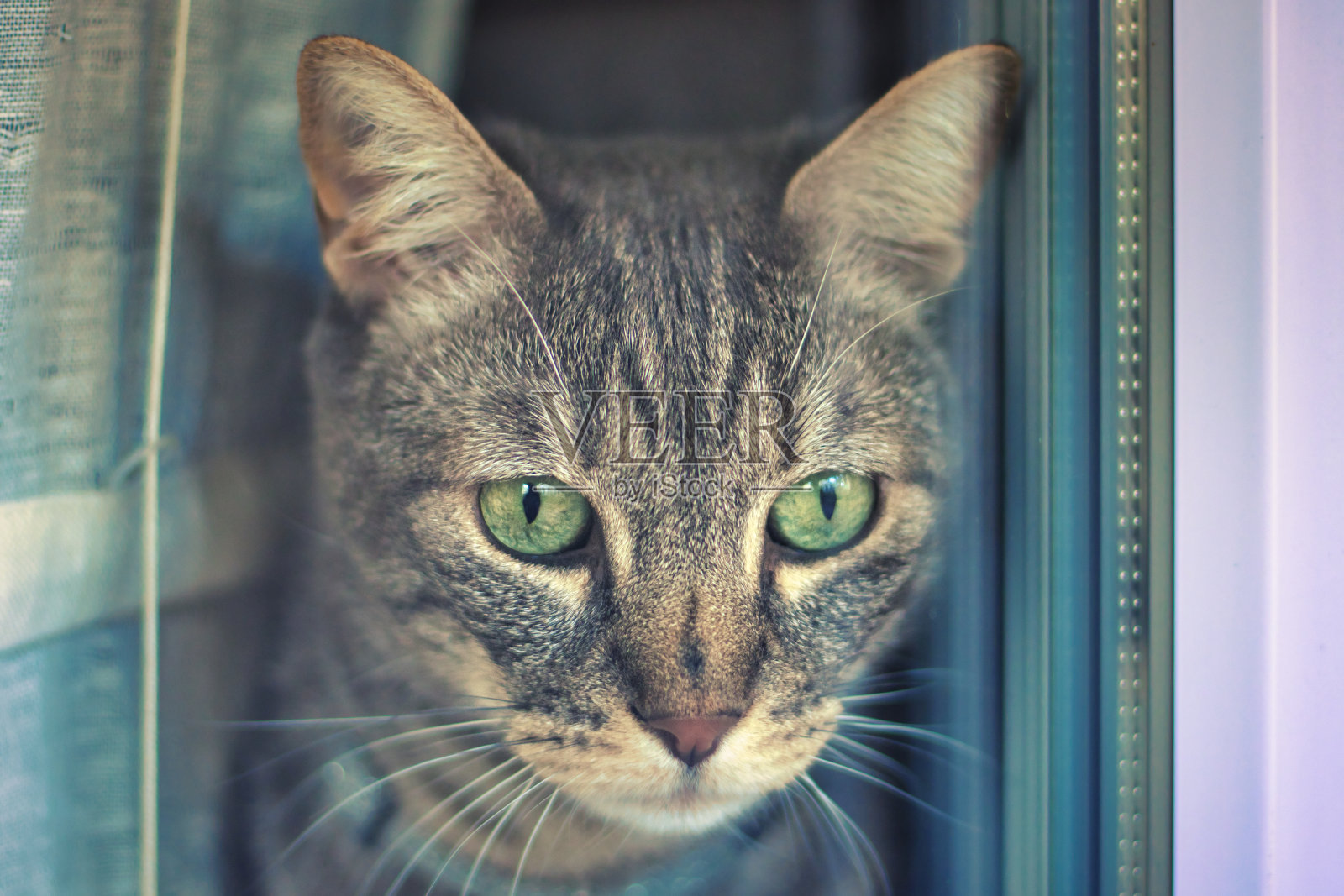 家猫照片摄影图片