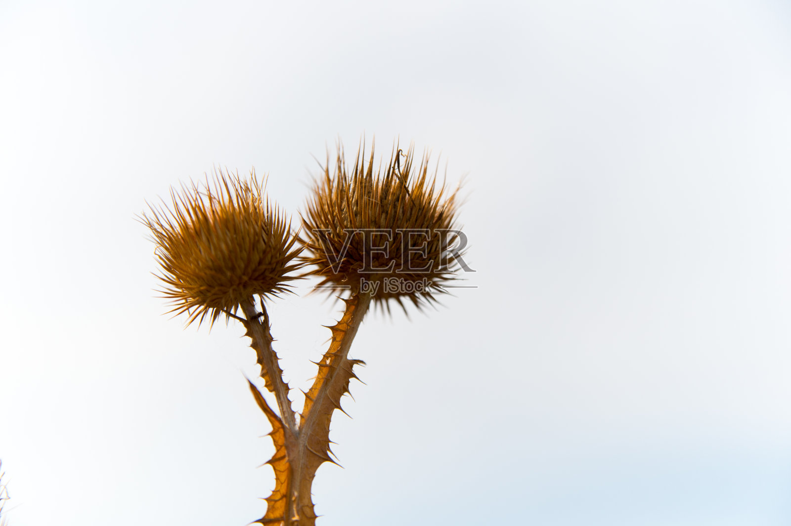 在白色天空背景上的脊椎植物的干花。户外野生荆棘植物。植物和自然。防御保护理念，拷贝空间照片摄影图片