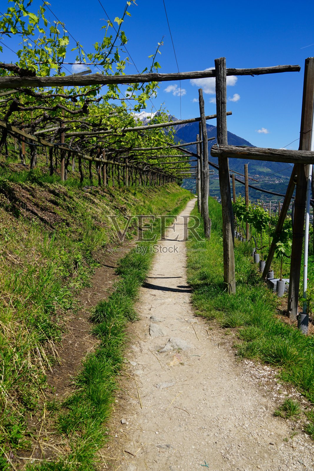 蒂罗尔葡萄酒园的小路照片摄影图片