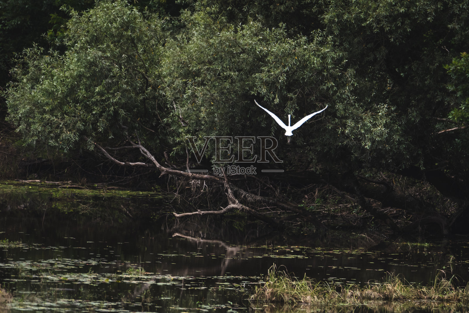 自然界中巨大的灰白苍鹭照片摄影图片