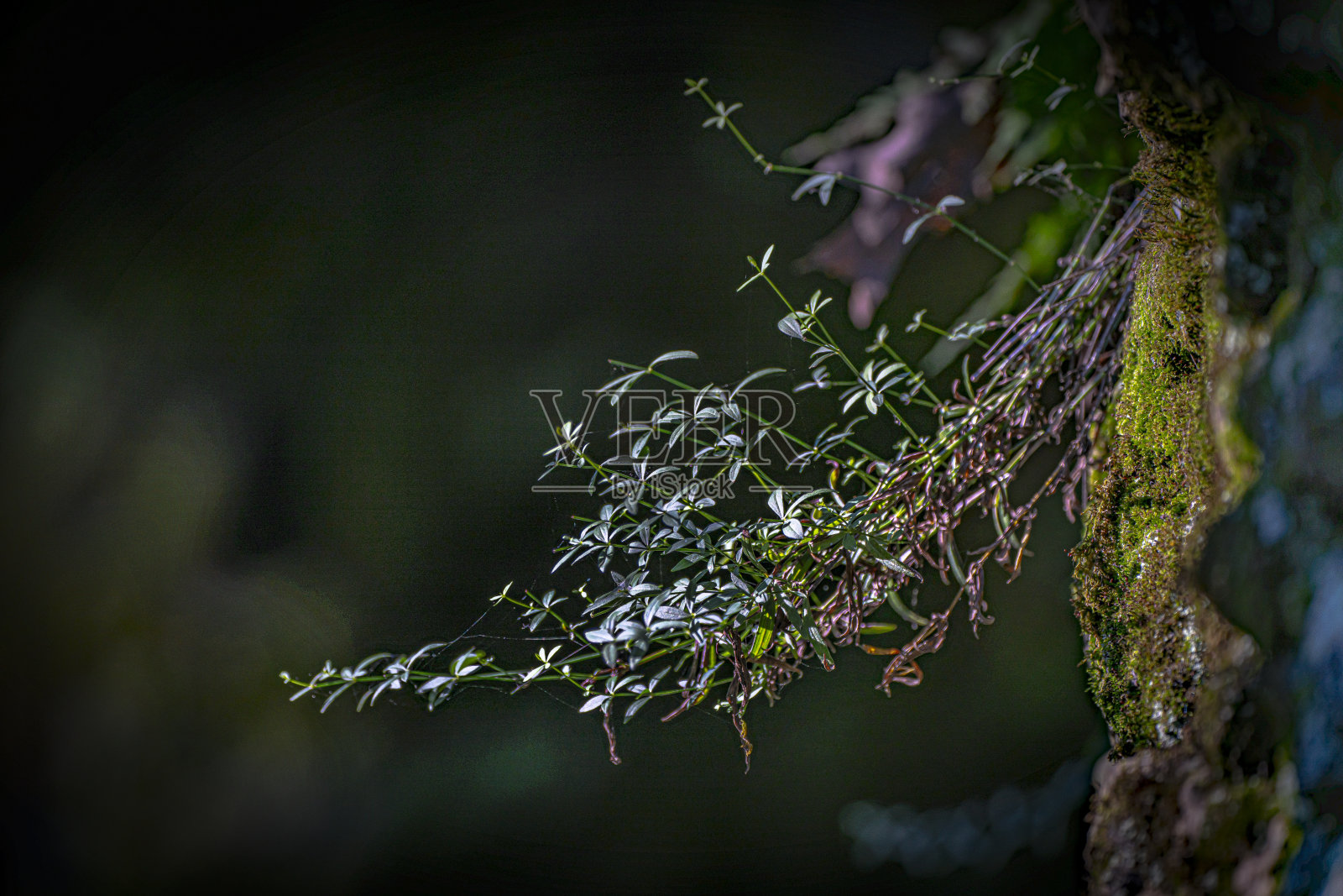 《暮光之城》的藤蔓照片摄影图片