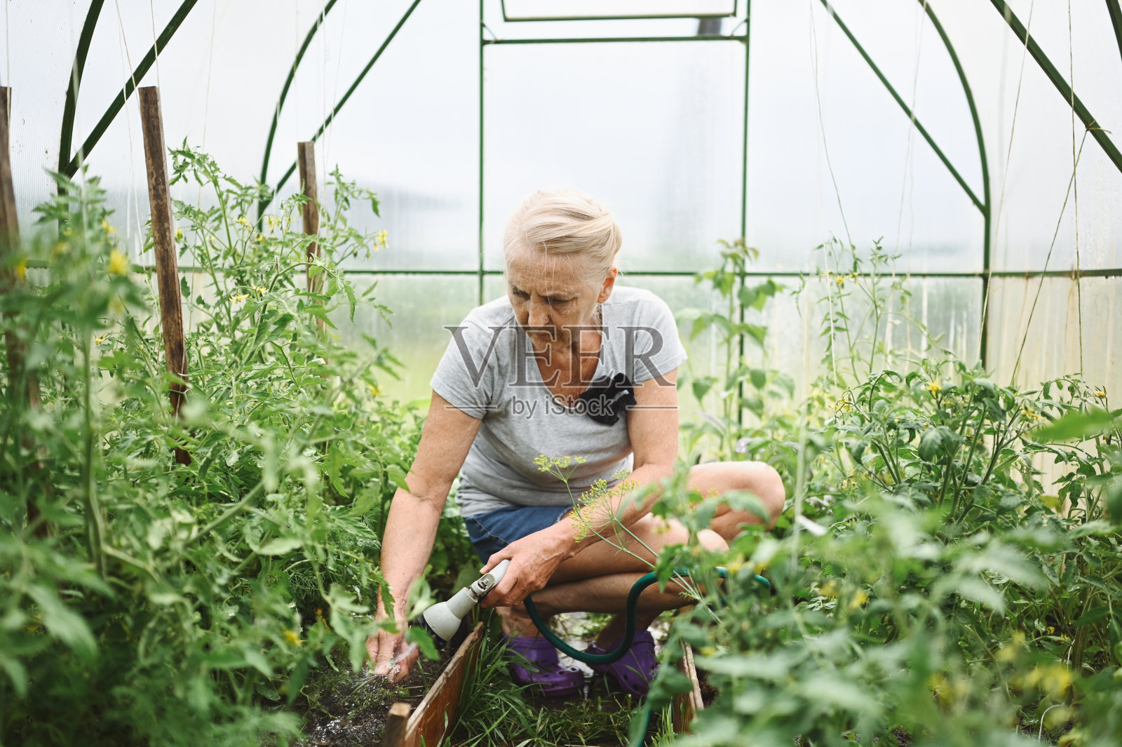 成熟的老妇人用水管浇植物。农业，园艺，农业，老年人和人们的概念-老年妇女或农民在温室夏季农场种植有机蔬菜照片摄影图片