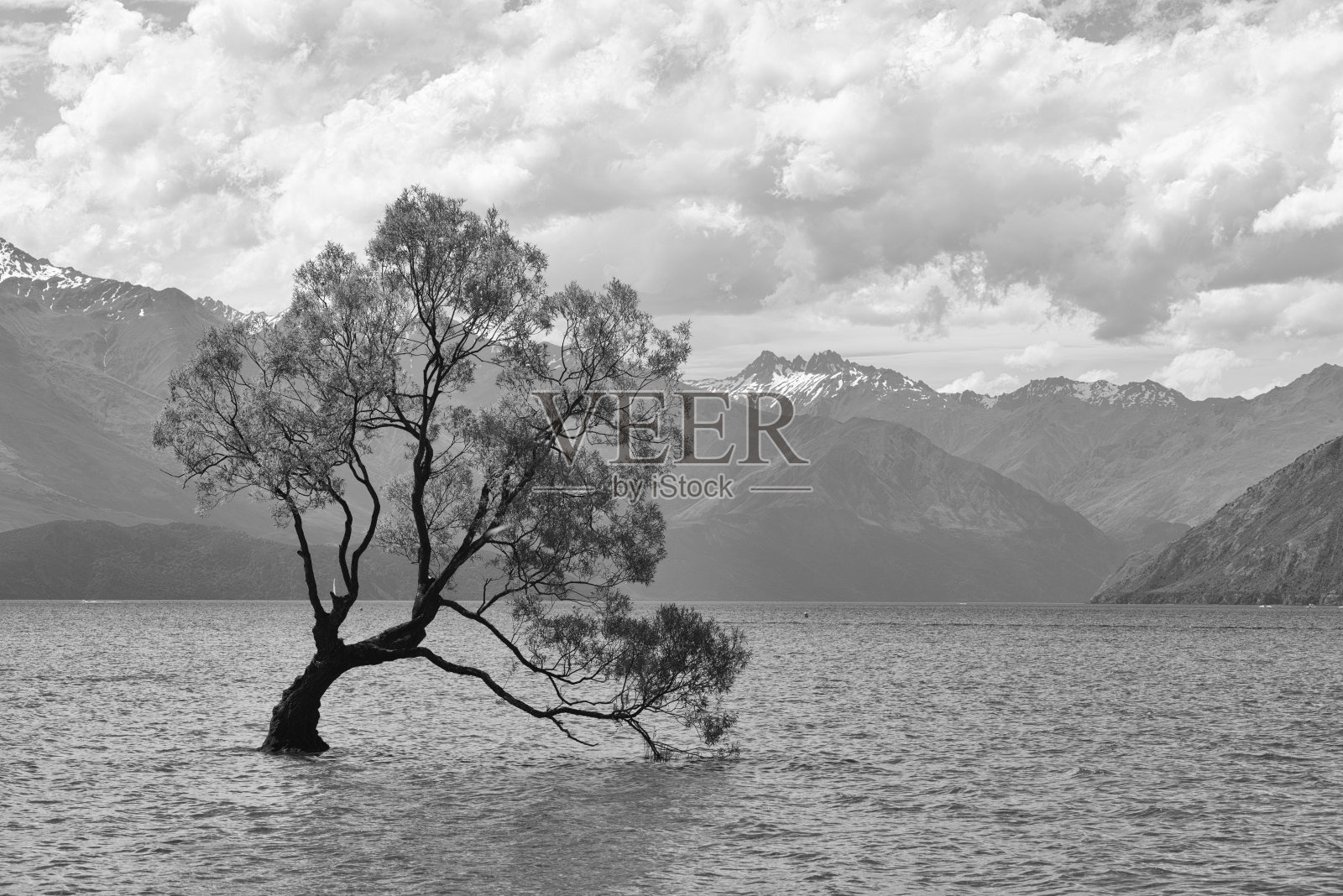 瓦纳卡湖树照片摄影图片