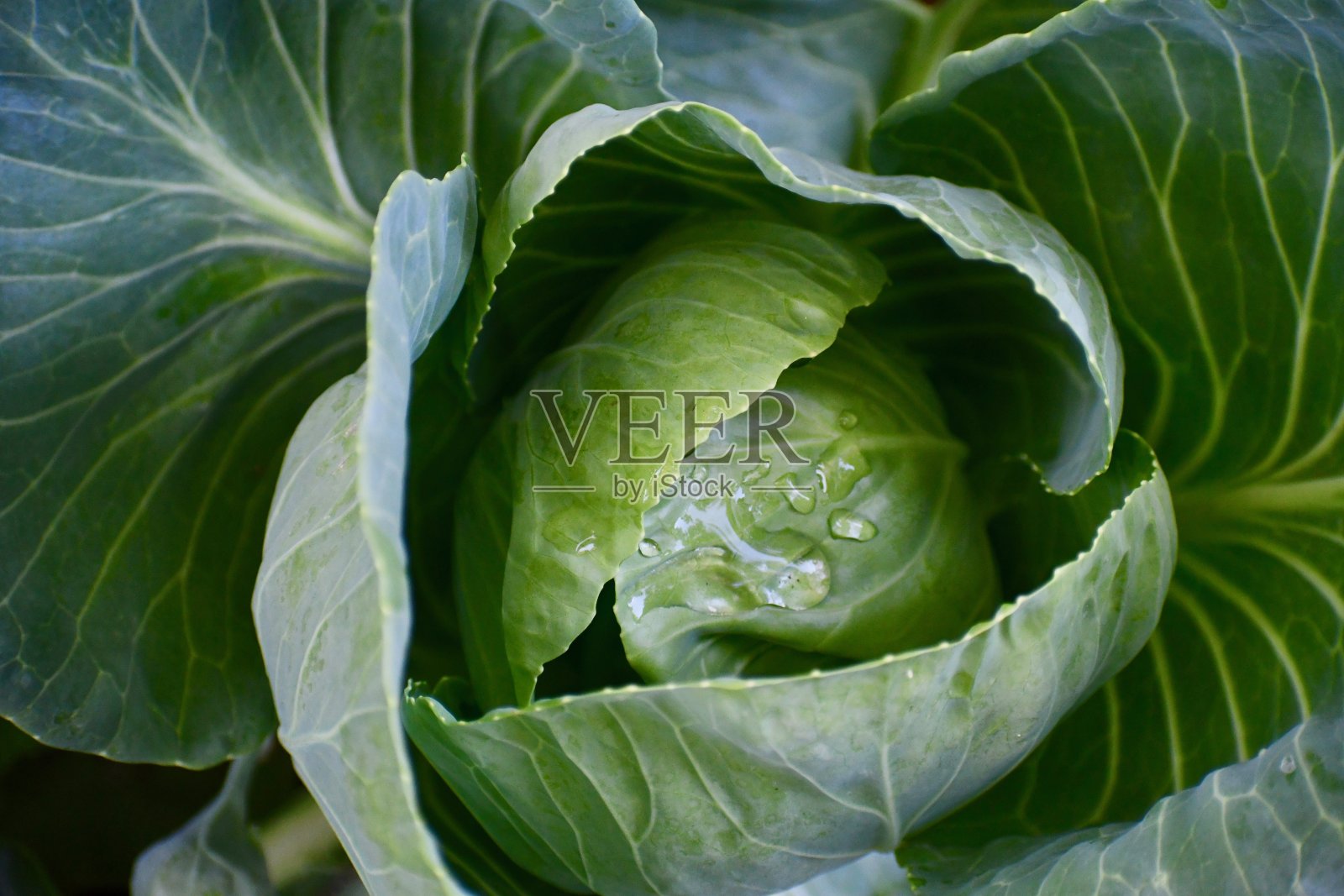 头顶拍摄的早期卷心菜在花园里照片摄影图片