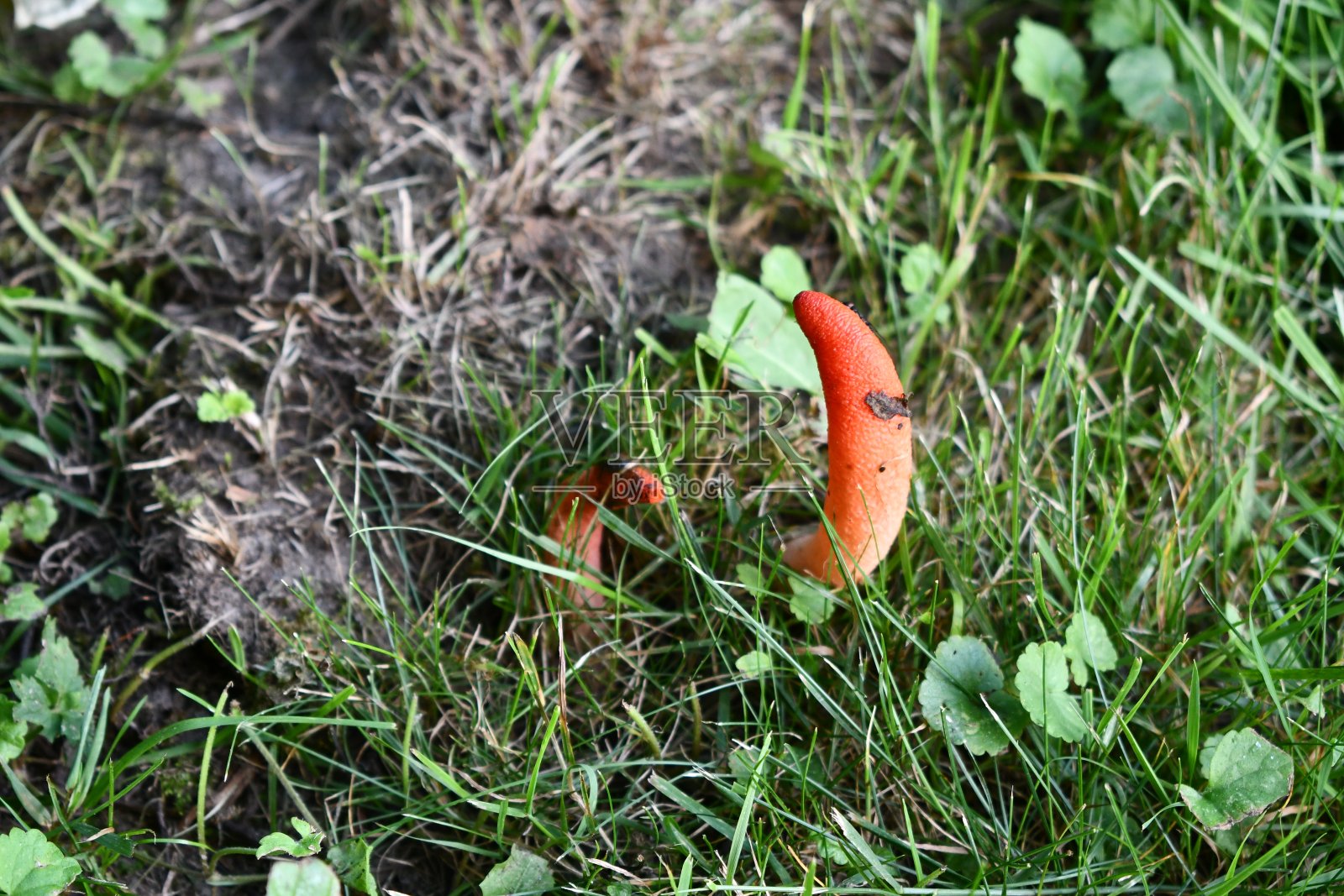 臭狗臭角蘑菇菌类照片摄影图片