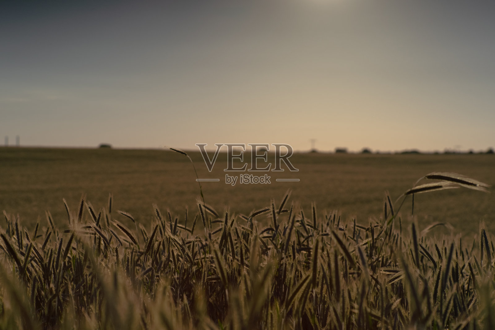 麦田里，夕阳下的小麦照片摄影图片