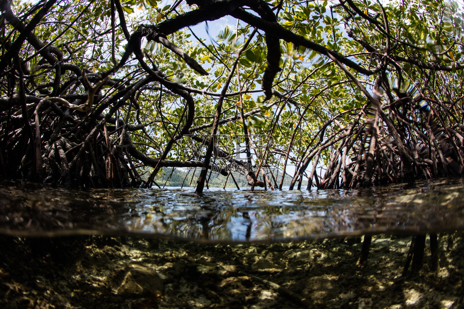 Raja Ampat的纠结红树林照片摄影图片