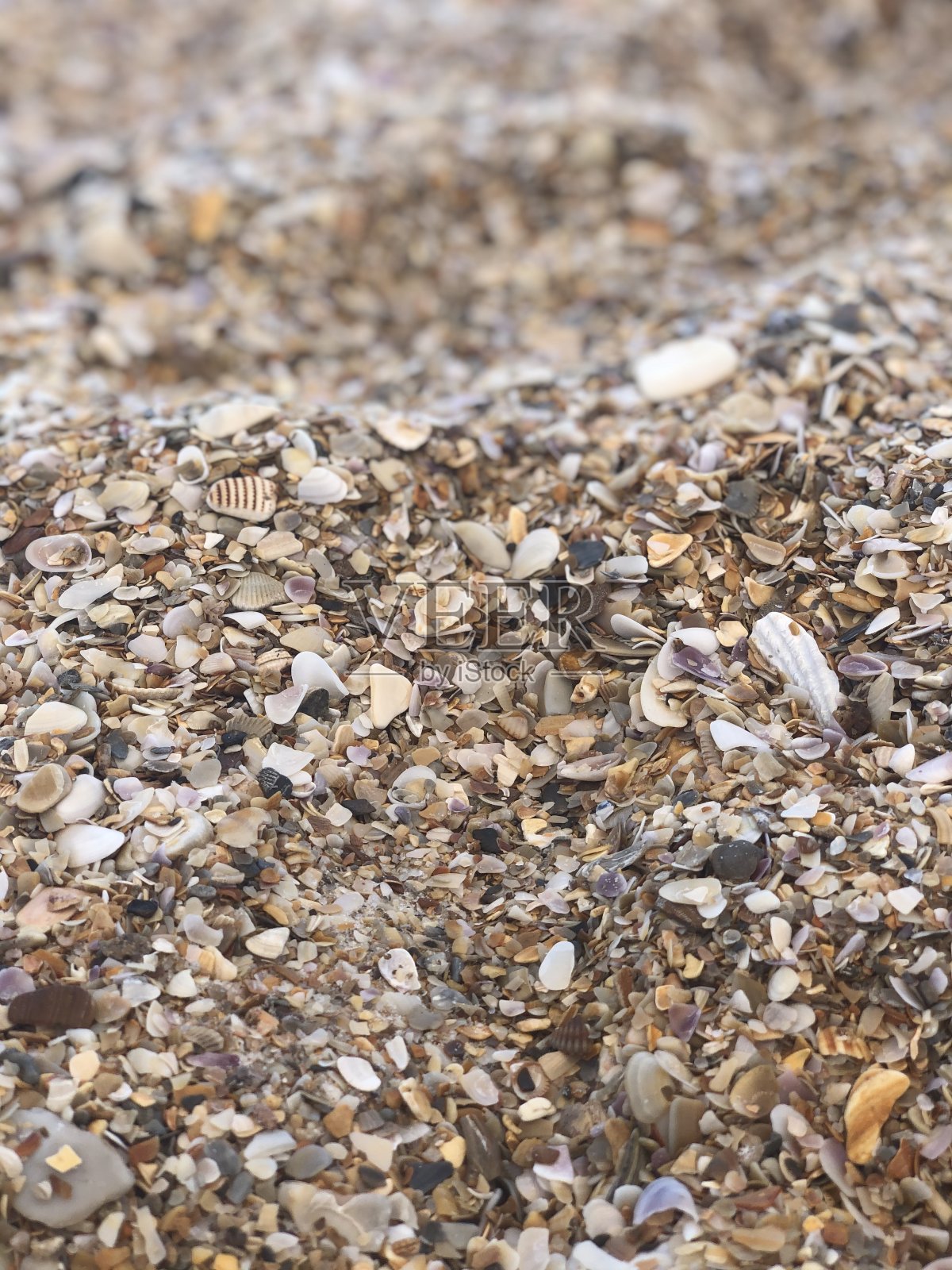 雪莱照片摄影图片