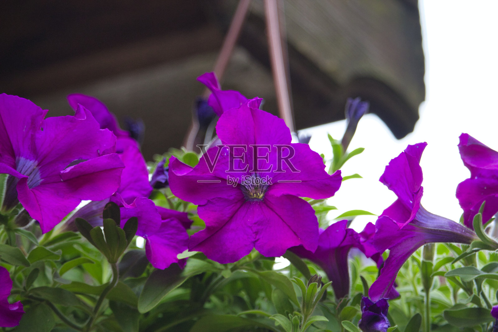 粉红色的花朵照片摄影图片