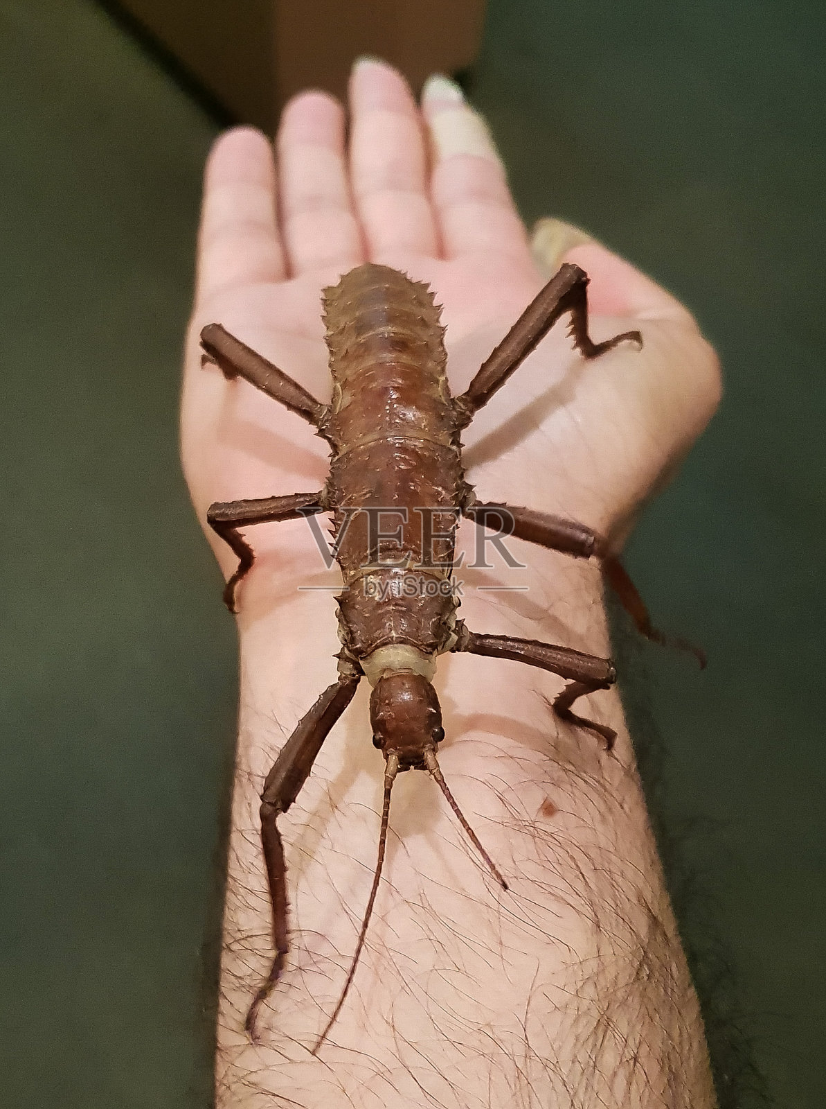 棘手的魔鬼照片摄影图片