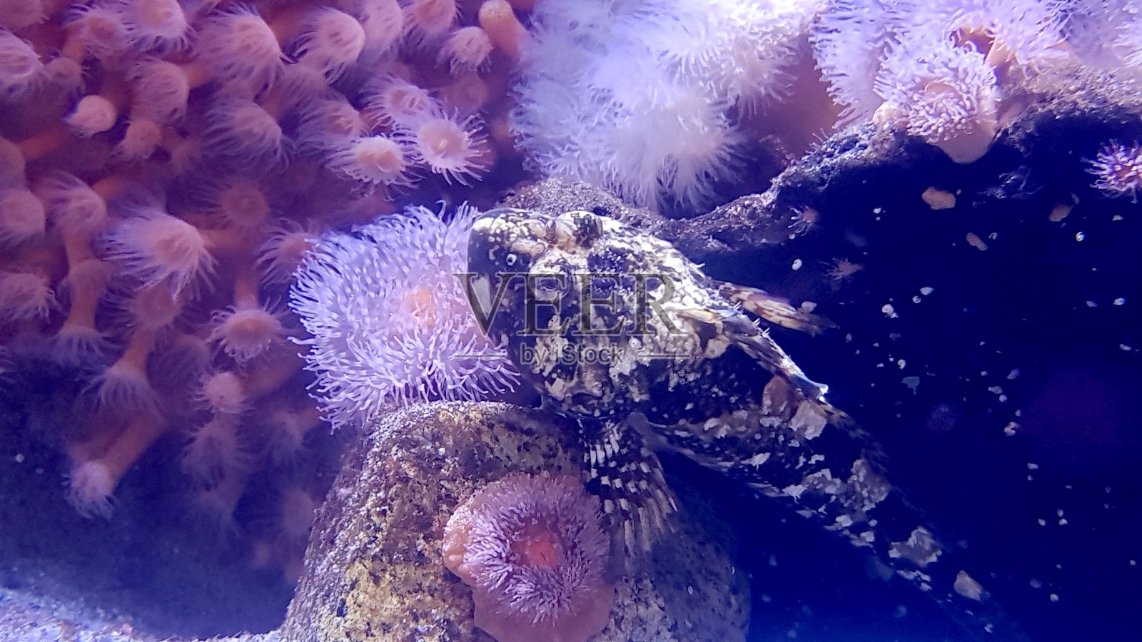 萨里希海居民照片摄影图片