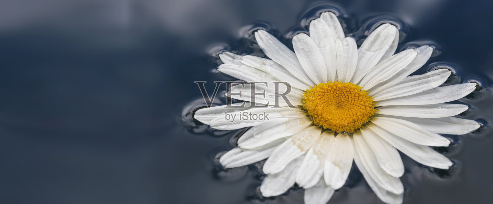 水面上白色的洋甘菊花照片摄影图片