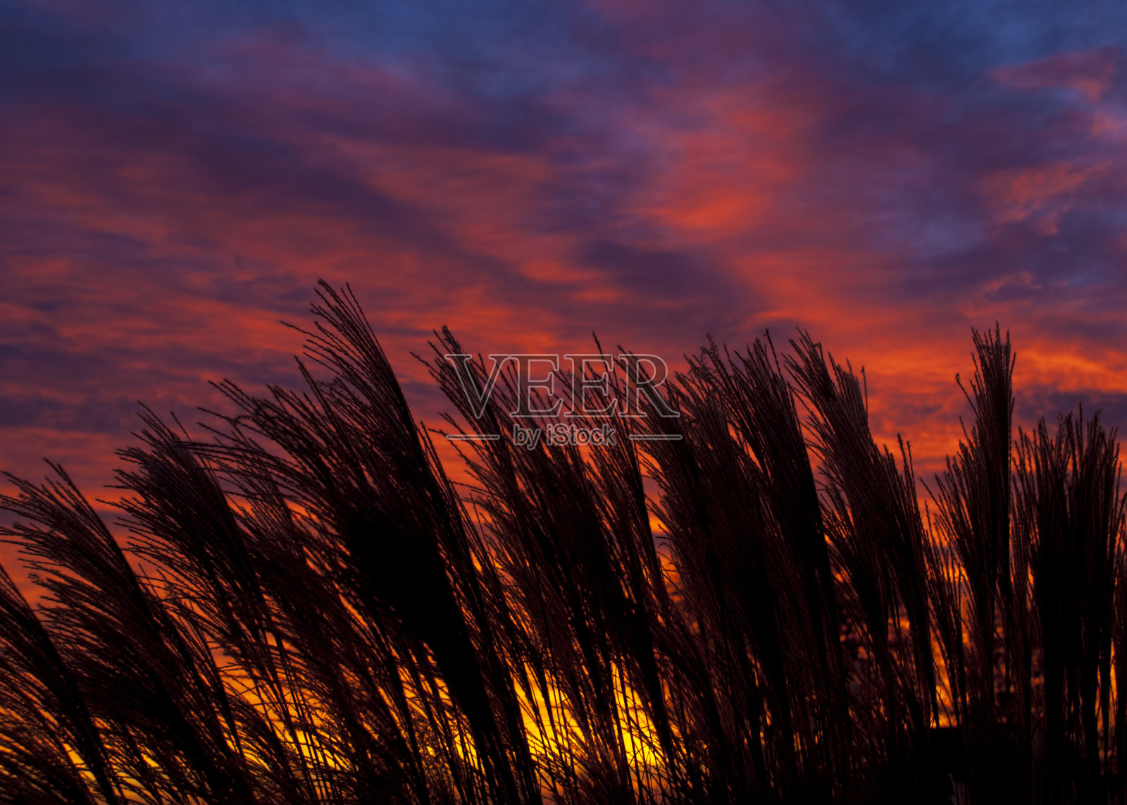日落时分的蓬帕斯草照片摄影图片