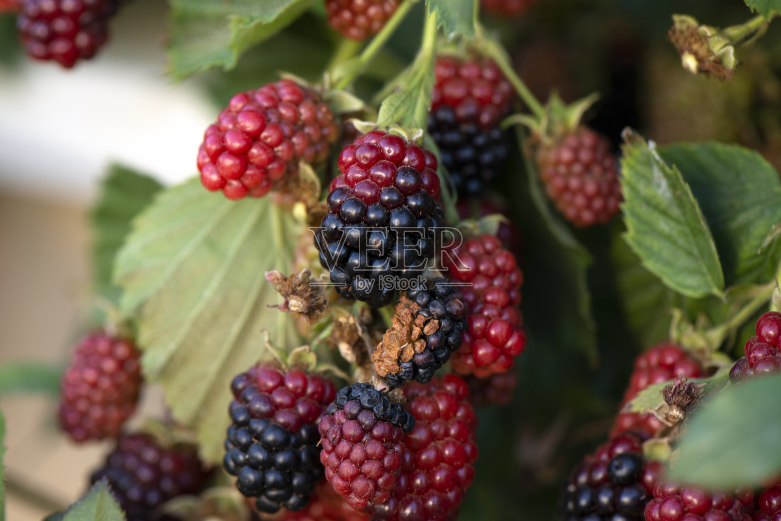 黑莓在花园照片摄影图片
