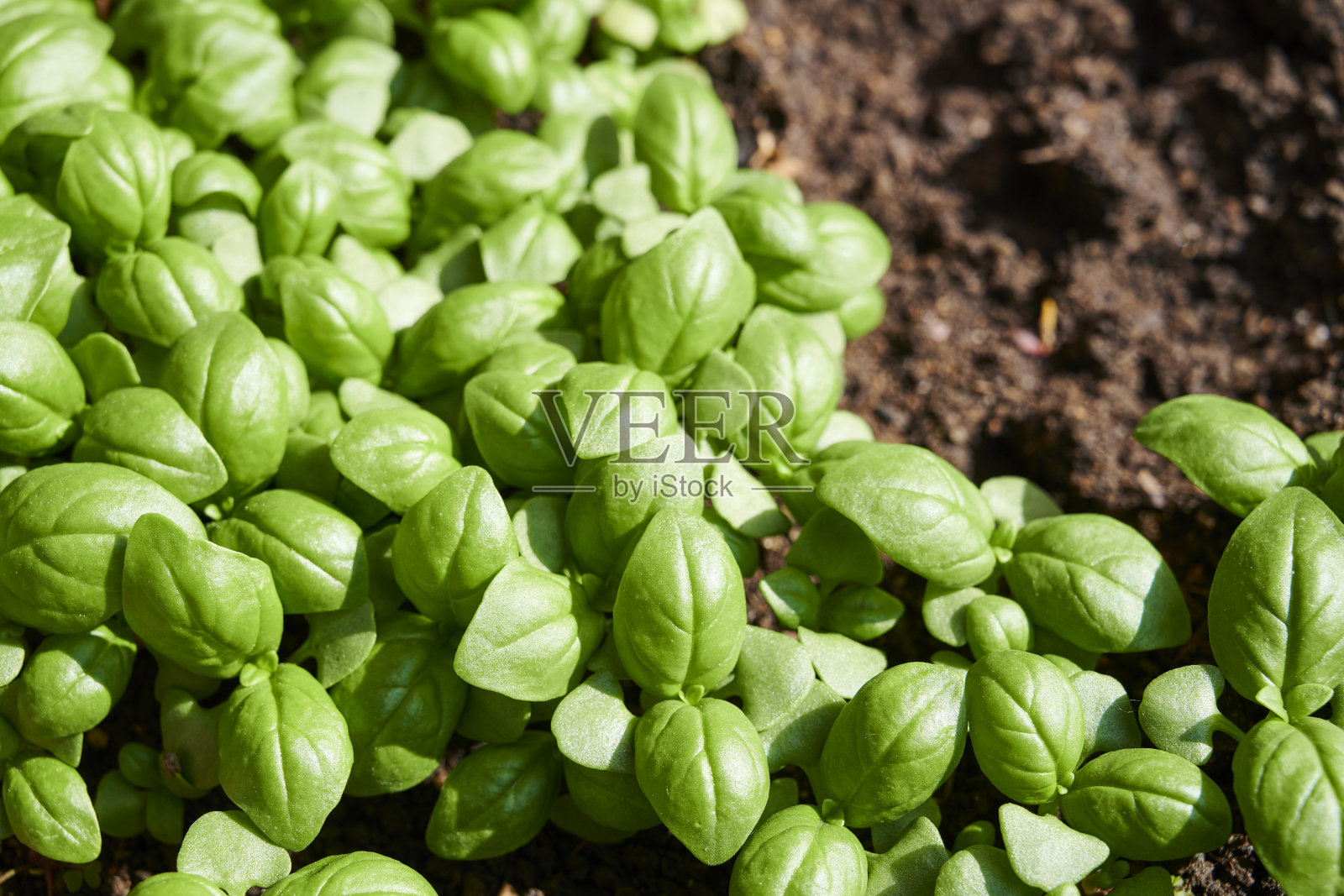 罗勒托儿所照片摄影图片