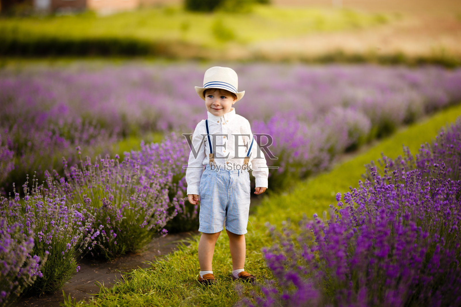 小男孩走在薰衣草地里。戴着时髦的帽子。照片摄影图片