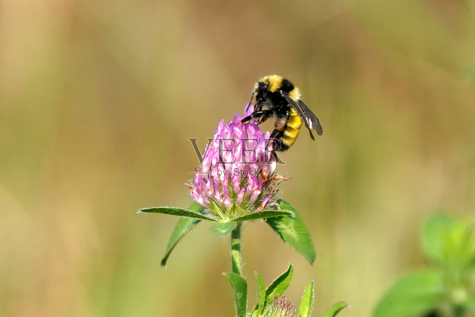 大黄蜂降落在紫色的沼泽花上照片摄影图片