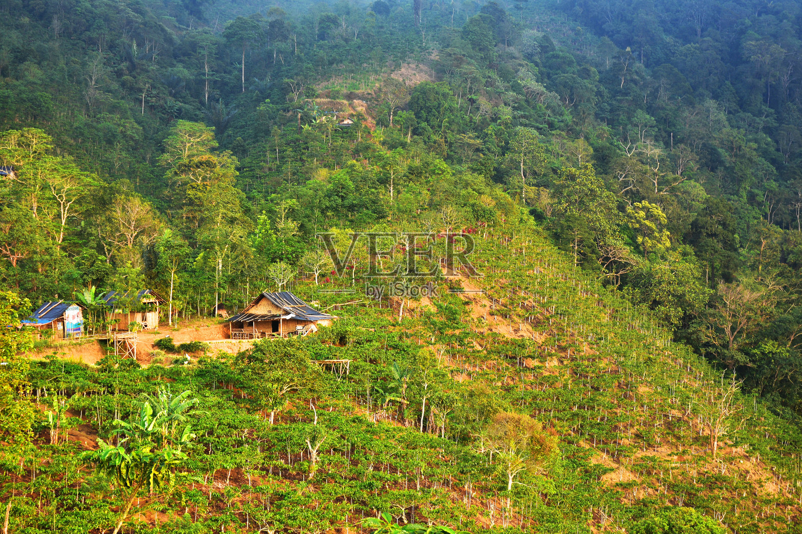 瀑布和森林照片摄影图片
