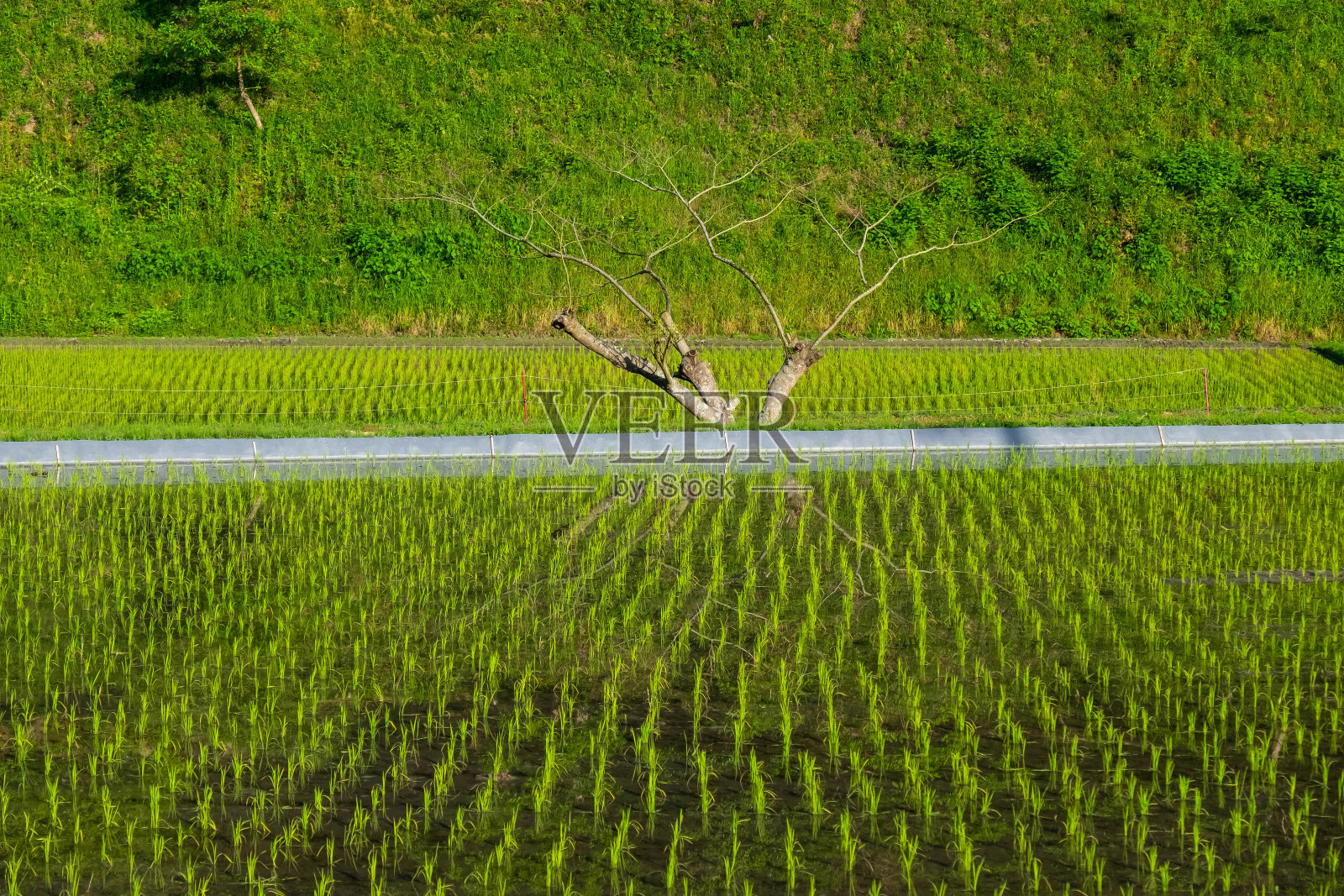 刚种植完的树木倒映在稻田里照片摄影图片