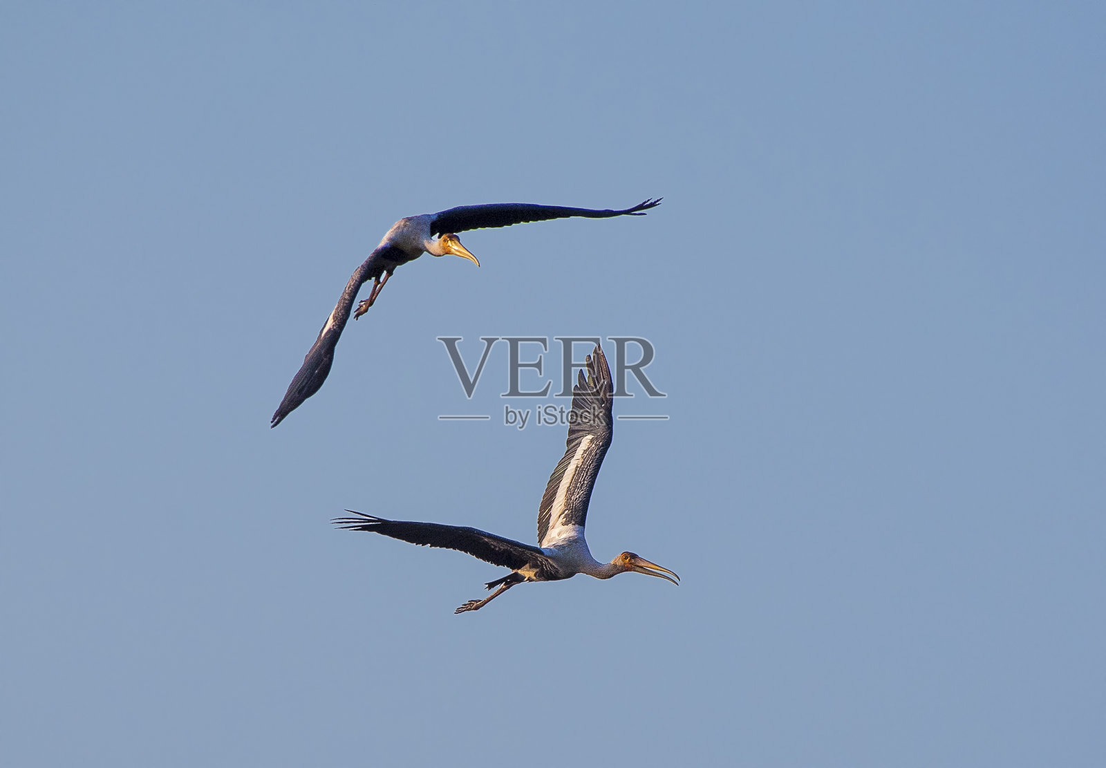 野生动物照片摄影图片