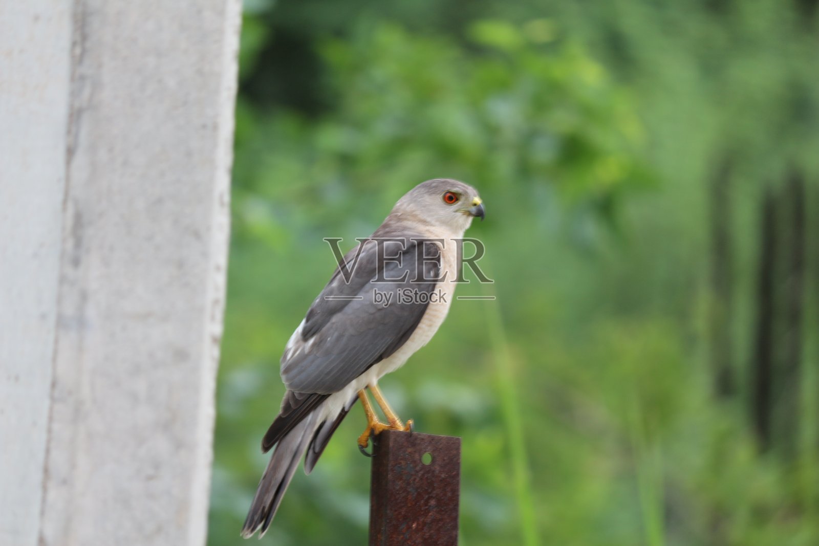 猛禽照片摄影图片
