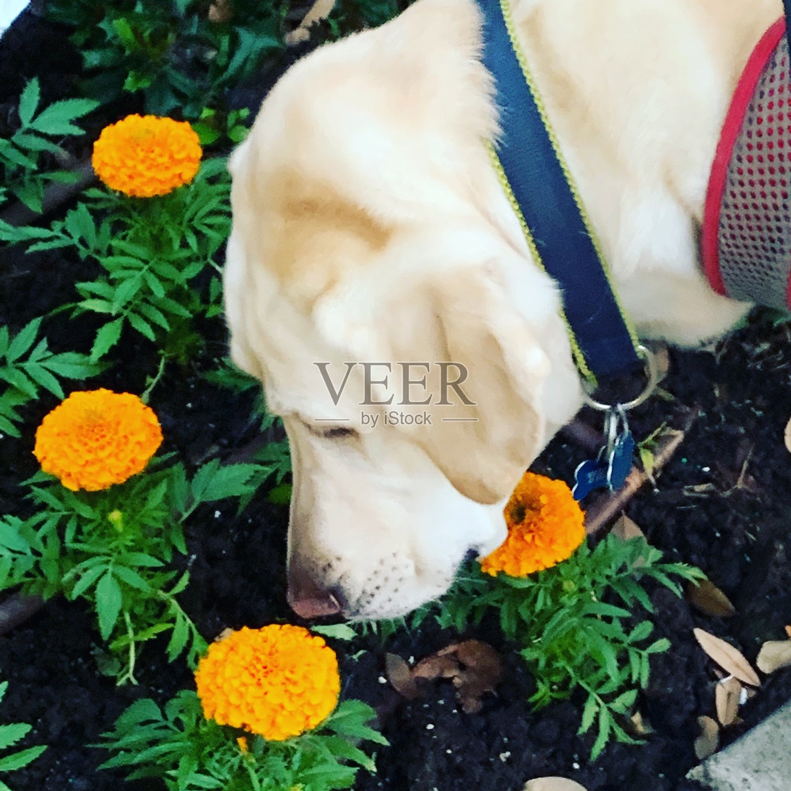 杂项照片摄影图片