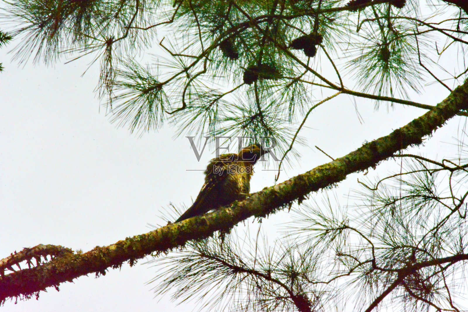 啄木鸟照片摄影图片