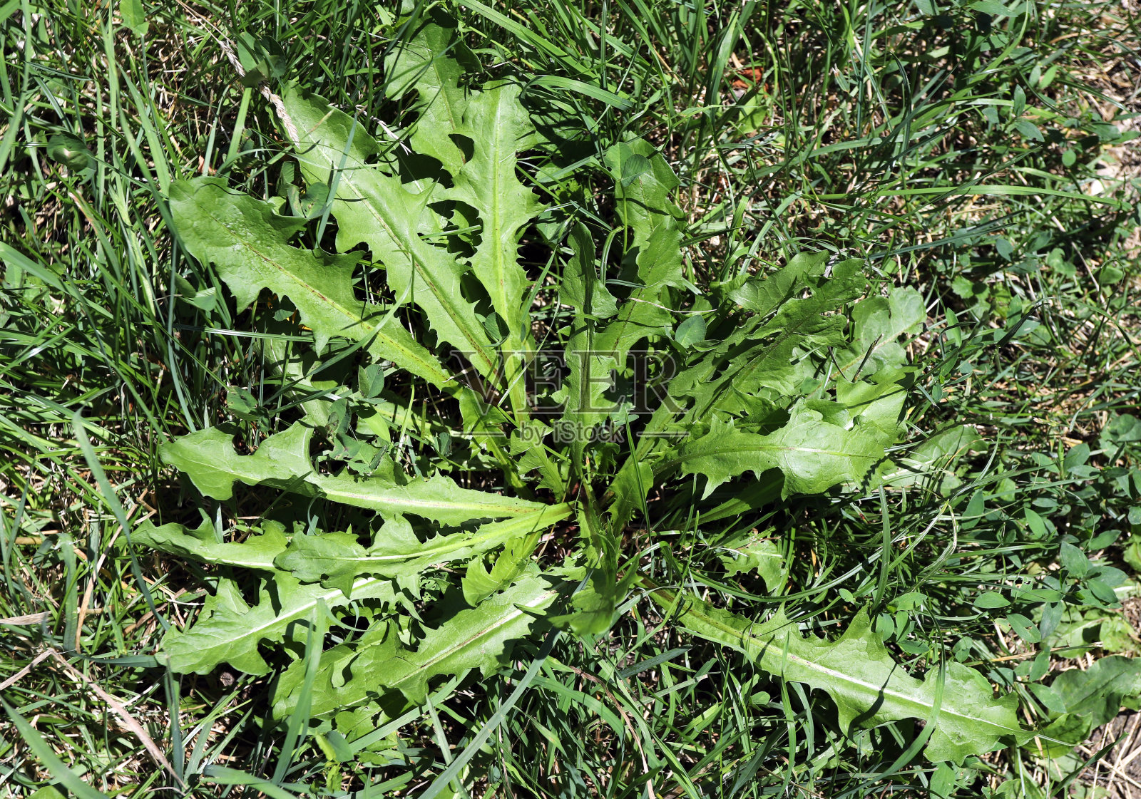 叶子的蒲公英照片摄影图片