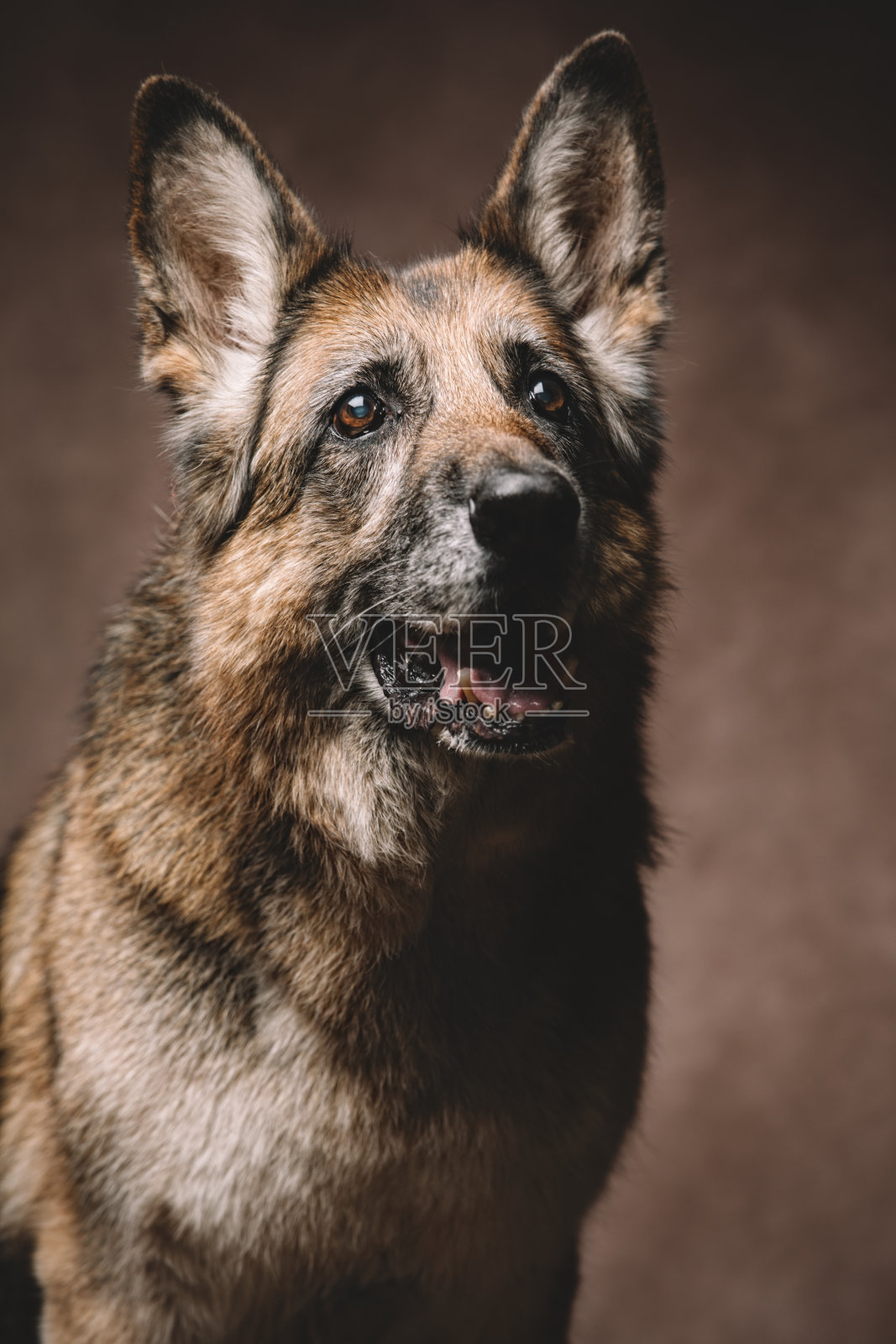 一只美丽快乐的老狗的肖像。照片摄影图片