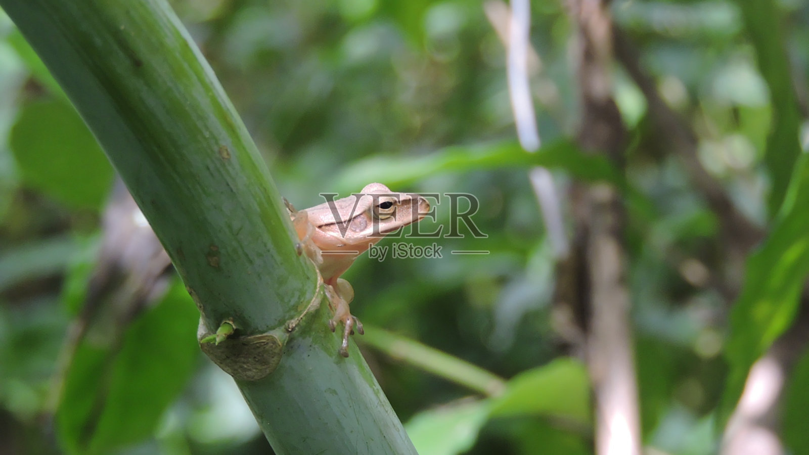 青蛙准备跳跃照片摄影图片