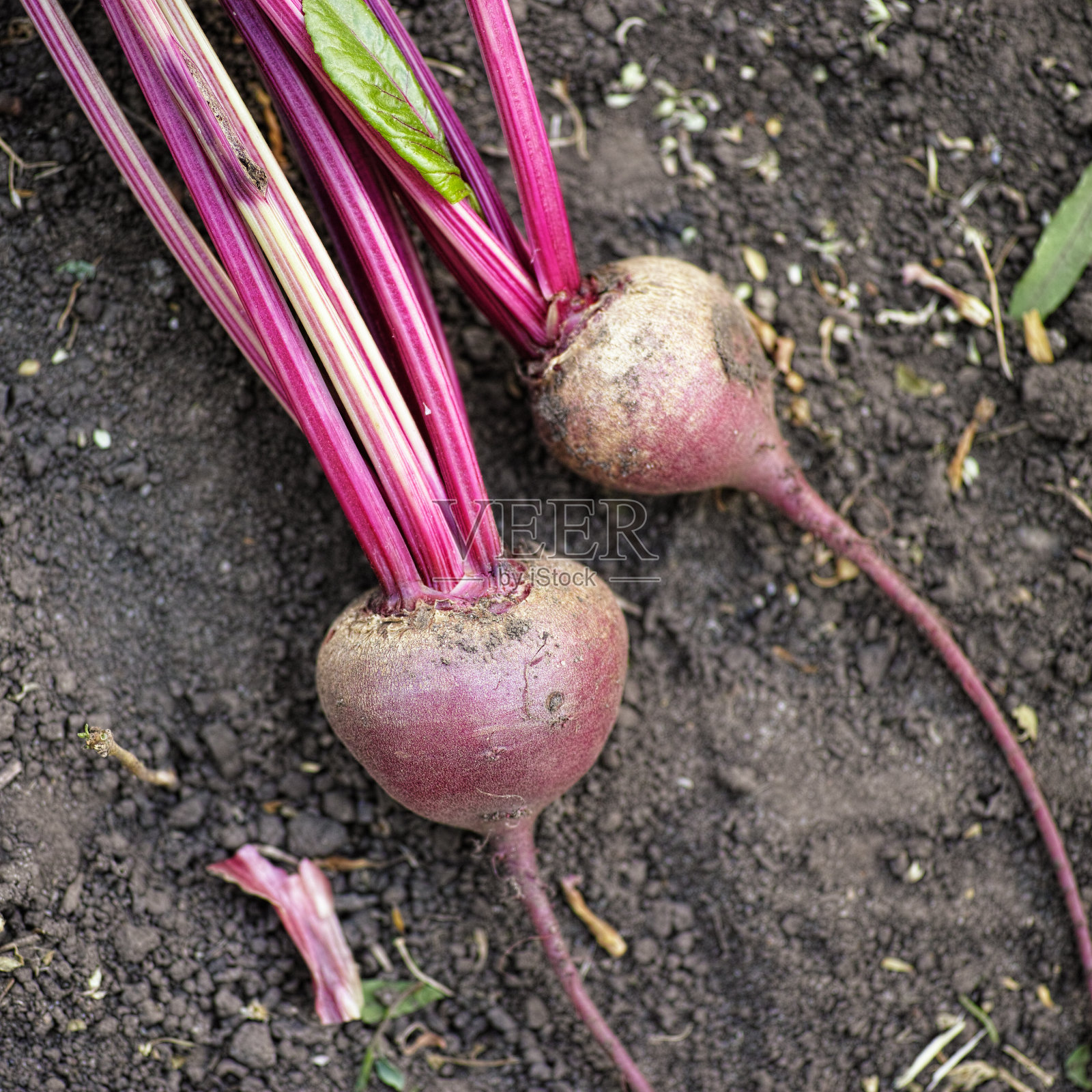 新鲜收获的甜菜照片摄影图片