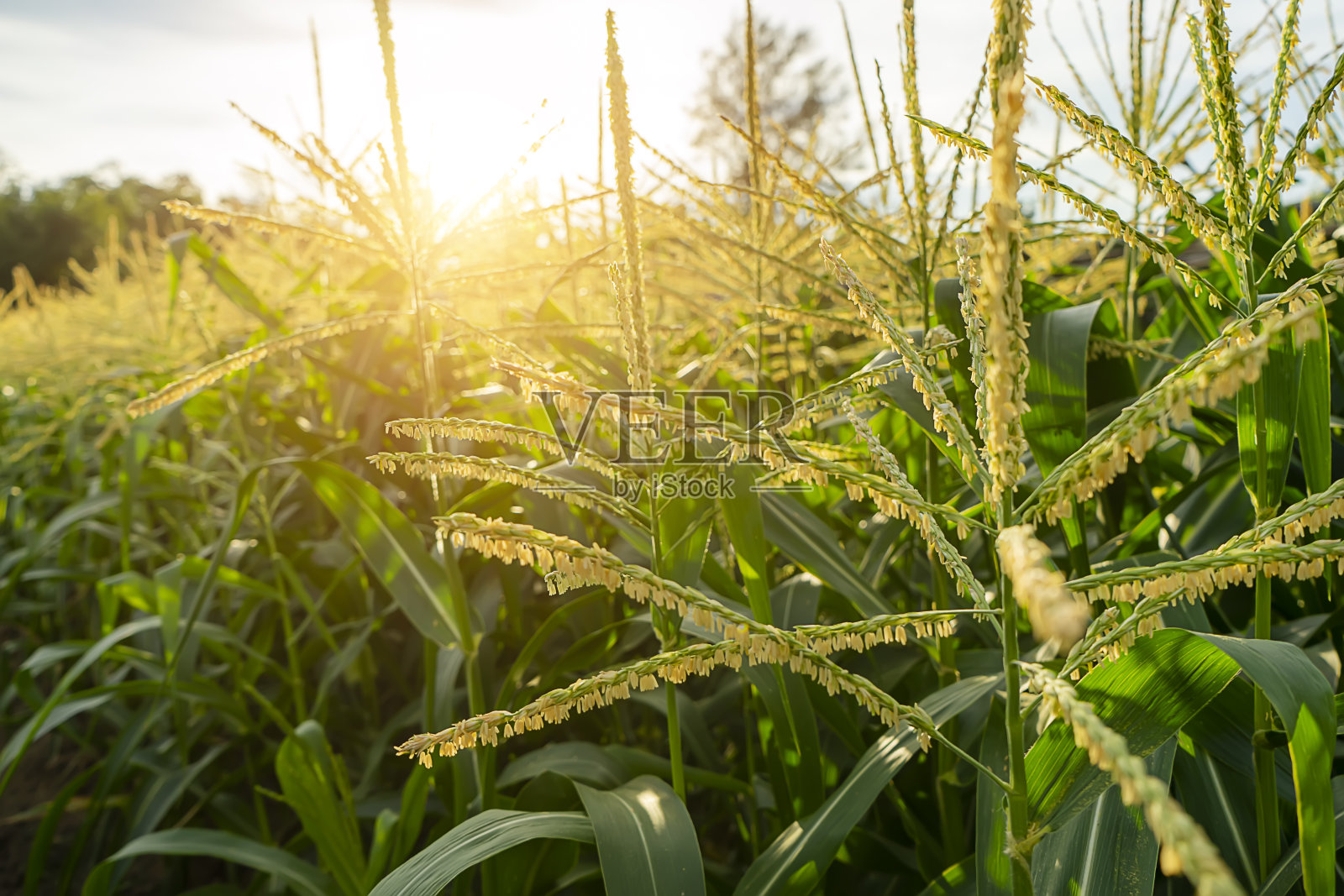 在阳光下仔细观察玉米花的花粉照片摄影图片