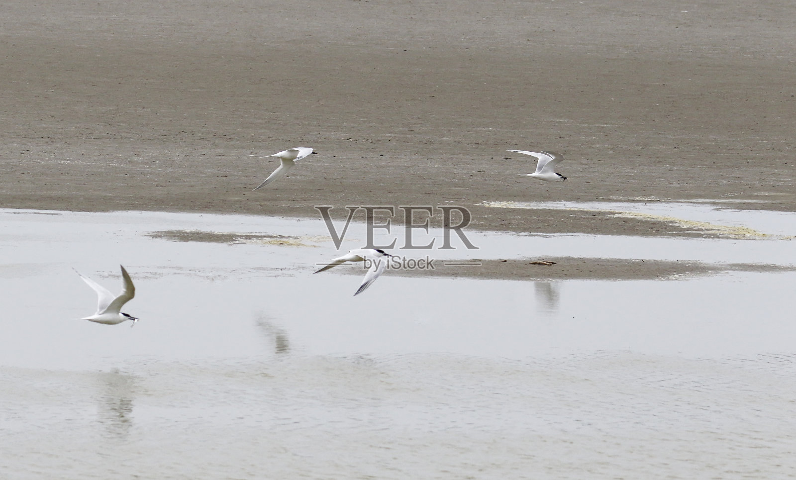 白嘴端燕鸥的觅食照片摄影图片