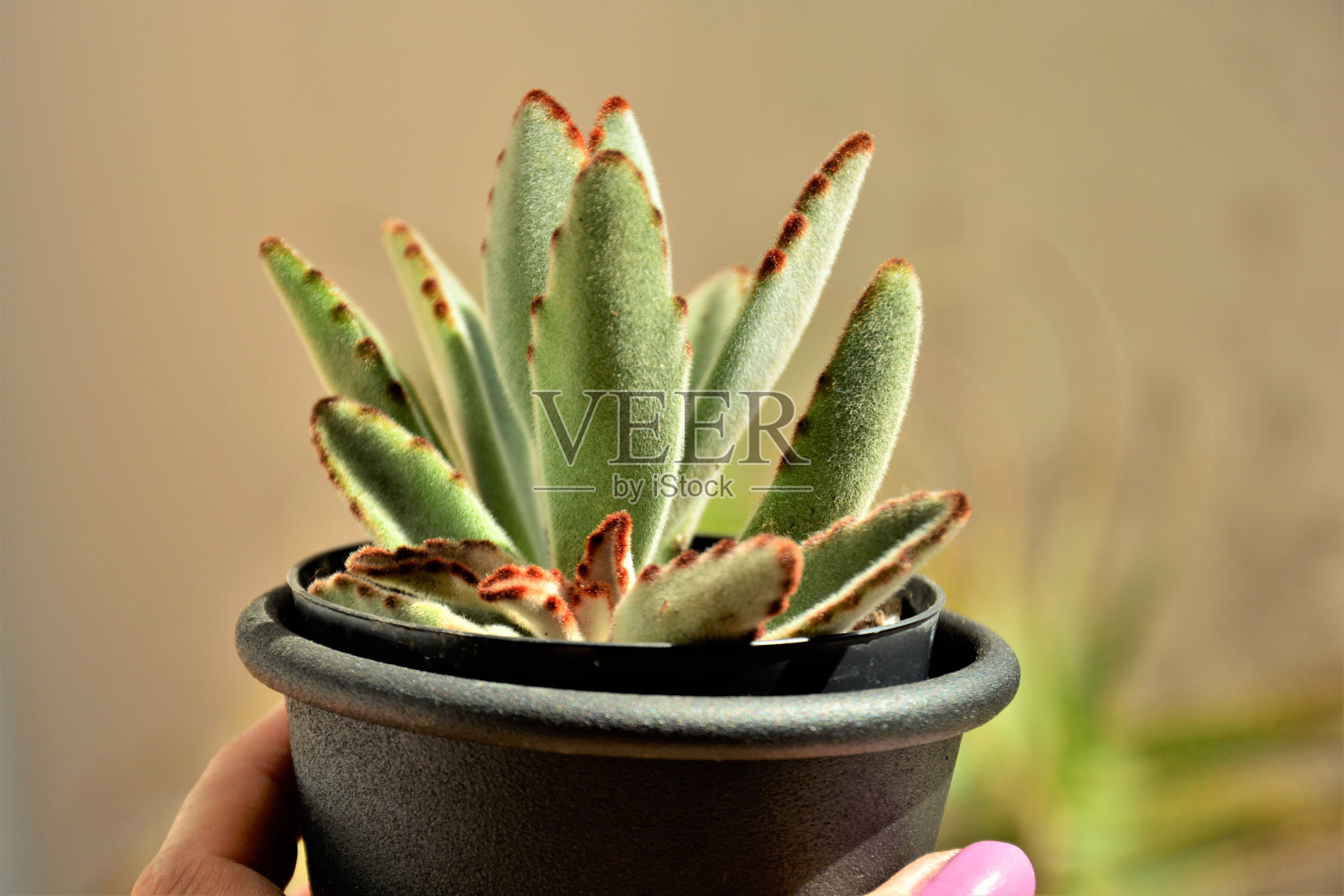 拿着绒毛卡兰凤花的小瓶照片摄影图片