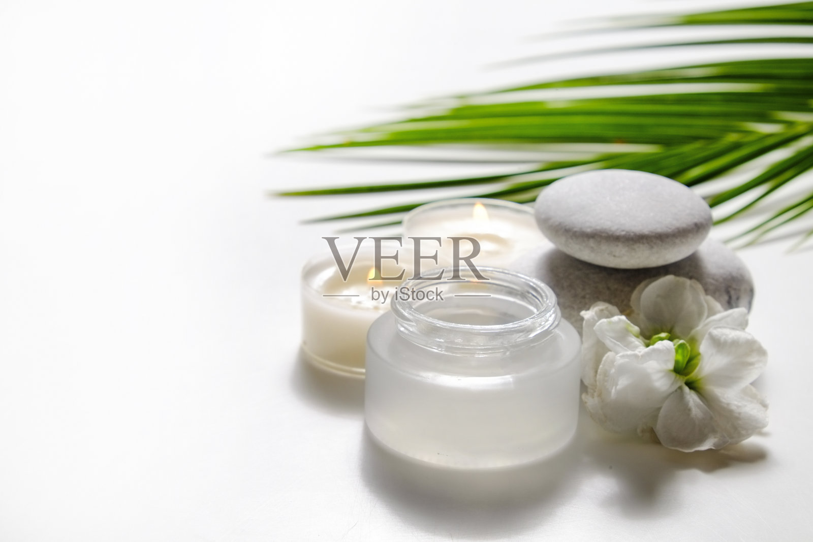 白色背景上的绿色植物。照片摄影图片