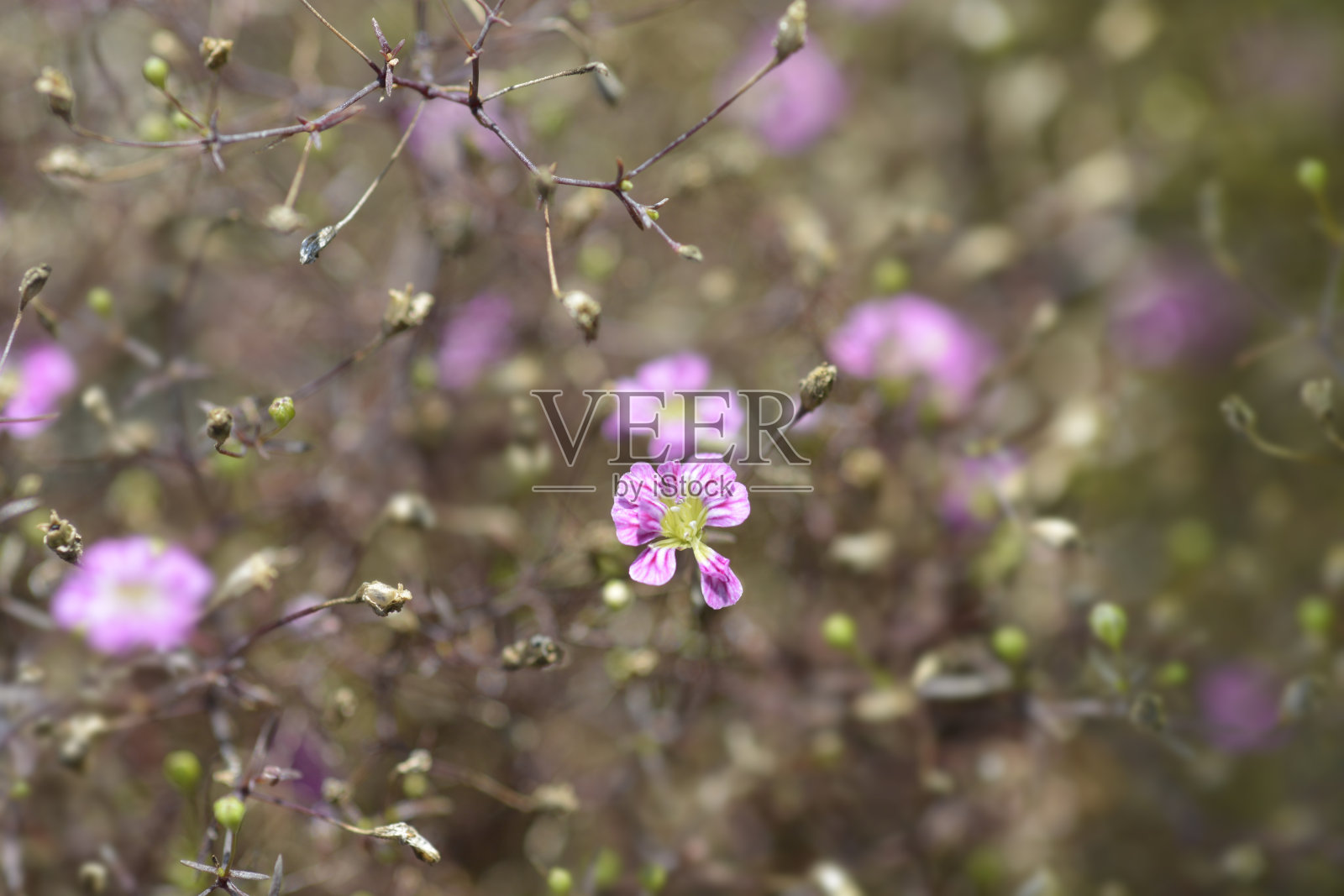 墙满天星照片摄影图片