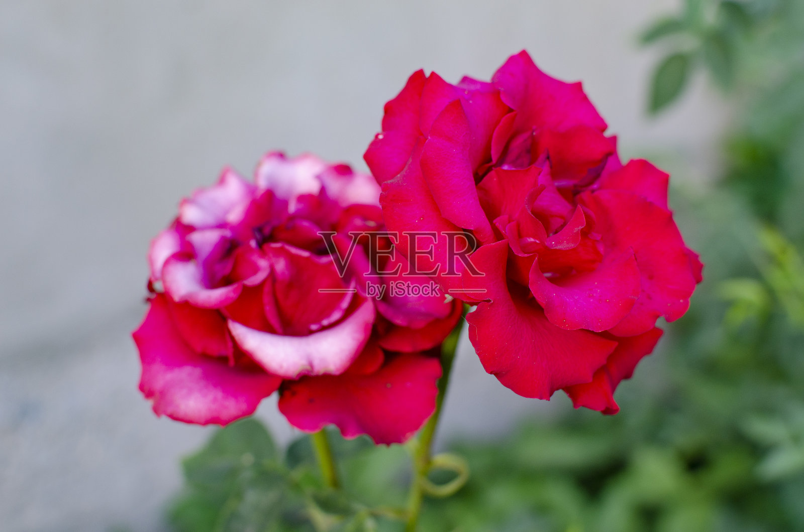 美丽的玫瑰在绿叶中盛开照片摄影图片