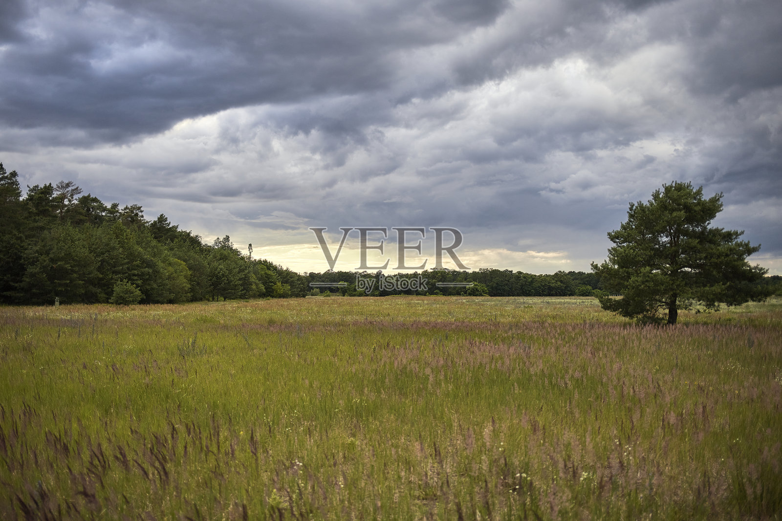 多云的田野旁边的森林与树木和戏剧性的天空照片摄影图片