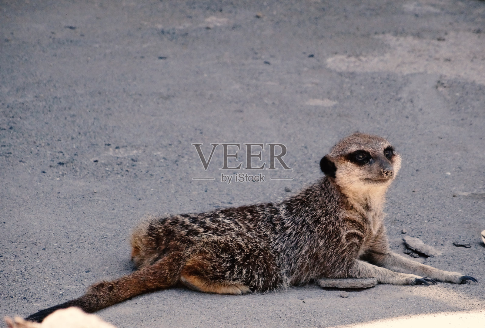 苏里卡塔猫鼬的画像，非洲本土动物，属于猫鼬家族的小型食肉动物照片摄影图片