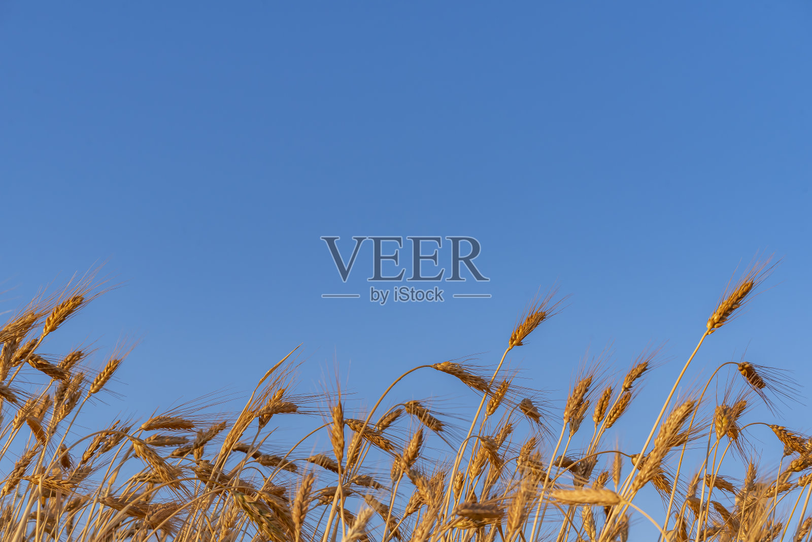 金色的麦田和阳光明媚的日子照片摄影图片