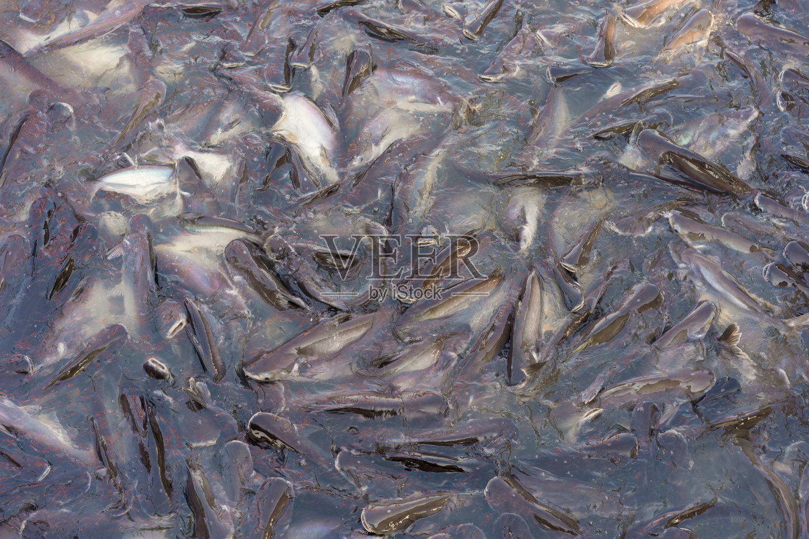 饲养罗非鱼及各种鱼类，池塘及河流中饲养的淡水鱼照片摄影图片